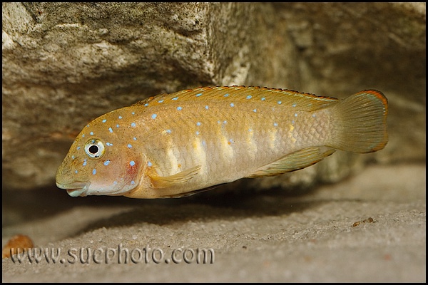 Eretmodus cyanostictus 'Tembwe Deux'